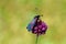 Zygaena lonicerae, the narrow-bordered five-spot burnet moth , Moths of iran