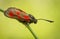 Zygaena loti, Slender Scotch burnet, black red moth butterfly in Czech Republic