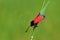 Zygaena pseudorubicundus , burnet moth on grass