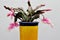 Zygocactus truncata, Christmas cactus on white background