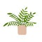 ZZ plant in flowerpot. Flat hand drawn foliage zamioculcas houseplant for modern office or home decor illustration.