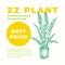 ZZ or Zuzu Plant Abstract Vector Sign or Label Template. Hand Drawn Potted Zamioculcas Sillhouette with Modern