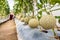 à¹€reen Japanese cantaloupe melons plants growing in organic greenhouse garden