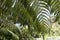 â€˜Ama`u ferns near Hilo Forest Reserve