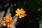 â€‹Orange Californian Poppy Flower