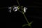 â€™Rare images` Isodon japonicus flowers.