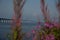 The Ã–resund bridge seen from land between some purple flowers on a warm summer or spring morning in MalmÃ¶, Sweden