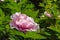 ä¸­å›½åŒ—äº¬æ™¯å±±ç‰¡ä¸¹ Jingshan peony in Beijing, China