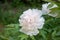 ä¸­å›½åŒ—äº¬æ™¯å±±ç‰¡ä¸¹ Jingshan peony in Beijing, China