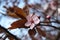Åšliwa wiÅ›niowa, Prunus cerasifera, myrobalan plum
