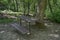 Ðœagnetic landscape of green mix coniferous and deciduous forest with lovely path, wooden table, bench in the Vitosha mountain