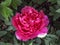 Ð’eautiful luxuriant peony blossomed in summer garden. Bright pink flower close-up