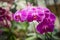 Ð’eautiful purple Phalaenopsis orchid flowers growing in a greenhouse