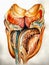 Ð’rawing of the inside of a tooth a watercolor painting stunning design. AI generated