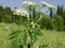 Ð’ush of Siberian hogweed Latin HeraclÃ©um sibÃ­ricum; Sib. Paltirxan - a herbaceous plant of the Umbrella family grows.