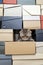 Ð¡ute cat Scottish Fold climbed into a pile of folded shoe boxes and stared down. Ð¡opy space