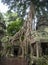 Ð¢Ð° Prohm is the largest temple, it rains in the rainy season.  Restorers spared banyan trees with their aerial roots. The
