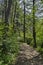 ÃÅ“agnetic landscape of green mix coniferous and deciduous forest with lovely path in the Vitosha mountain
