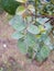 ðŸŒ¹ Rose flower leafs with morning DEW