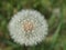 ÐžÐ´ÑƒÐ²Ð°Ð½Ñ‡Ð¸Ðº dandelion