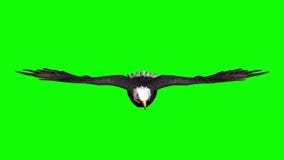 águila Volando En Pantalla Verde Metrajes - Vídeo de clave, azul: 192998402 águila Volando En Pantalla Verde Metrajes - Vídeo de clave, azul: 192998402