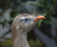 μεγάλο λατινικό πουλί φωτογραφίες homegrownfreaks κινητό