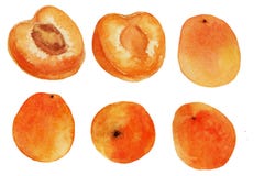 Картинки по запросу абрикосы нарисованы