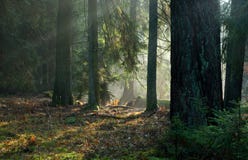 Картинки осенний восход солнца Картинки осенний восход солнца