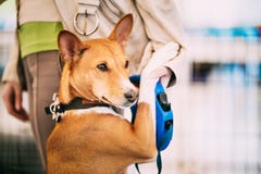 Resultado de imagen para Basenji  ÑÐ¾Ð±Ð°ÐºÐ° Ð¾Ð±ÑŠÑÑ‚Ð¸Ðµ