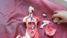 人体的解剖结构的玩具模型少年的手收集人为人内部股票视频 视频包括有laboratory Arthritis