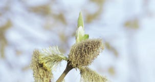 充分褪色柳花粉影视素材 视频包括有