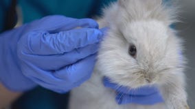 兔爪损伤的兽医检查及真菌病性猪足皮炎的诊断影视素材 视频包括有 兔爪损伤的兽医检查及真菌病性猪足皮炎的诊断影视素材 视频包括有