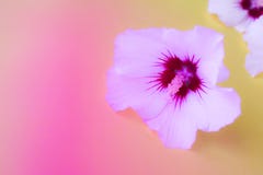 ベスト50 虹色 花 最高の花の画像 ベスト50 虹色 花 最高の花の画像
