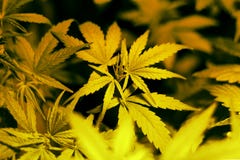 在家种植大麻医用大麻植物的叶子室内栽培库存照片 图片包括有照亮 文化 种田 健康 医药 在家种植大麻医用大麻植物的叶子室内栽培库存照片 图片包括有照亮 文化 种田 健康 医药