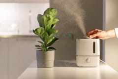 在家里的桌子上手动开启空气加湿器 向家用植物 Ficus Lyrata 水蒸汽方向库存图片 图片包括有空间 结露 在家里的桌子上手动开启空气加湿器 向家用植物 Ficus Lyrata 水蒸汽方向库存图片 图片包括有空间 结露