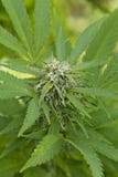 大麻植物花库存图片 图片包括有大麻植物花 大麻植物花库存图片 图片包括有大麻植物花