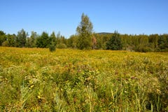 晚夏风景库存图片 图片包括有问题的 五颜六色 乡下 田园诗 环境 绿色 加拿大 从事园艺