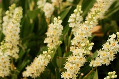 月桂树树篱多个花钉开花 樱桃月桂树 李属rotundifolia 库存照片 图片包括有 月桂树树篱多个花钉开花 樱桃月桂树 李属rotundifolia 库存照片 图片包括有