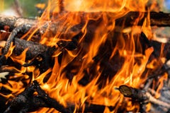 木火的特写布兰克斯和树枝着火 在外面露营库存图片 图片包括有自然 巴尔干 烤肉 剁碎 马其顿语