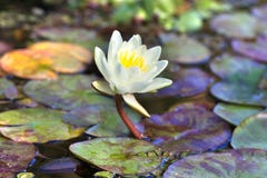 池塘里的异国睡莲开花黄花睡莲不同种类和大小的荷花植物库存图片 图片包括有聚会所 芬芳 池塘里的异国睡莲开花黄花睡莲不同种类和大小的荷花植物库存图片 图片包括有聚会所 芬芳