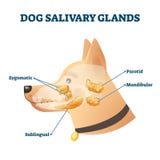 犬唾液腺矢量图插图动物解剖学教育方案向量例证 插画包括有哺乳动物 下颔骨 健康 唾液 简单 犬唾液腺矢量图插图动物解剖学教育方案向量例证 插画包括有哺乳动物 下颔骨 健康 唾液 简单