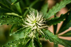 生长室内杂草顶视图花宏指令被射击大麻美丽的花大麻库存图片 图片包括有顶视图花宏指令被射击大麻 生长室内杂草顶视图花宏指令被射击大麻美丽的花大麻库存图片 图片包括有顶视图花宏指令被射击大麻
