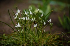 すべての美しい花の画像 無料印刷可能万年青花圃 すべての美しい花の画像 無料印刷可能万年青花圃