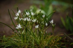 すべての美しい花の画像 無料印刷可能万年青花圃