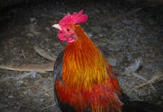 种田农业的雄鸡男性鸡颜色羽毛黑小屋库存图片 图片包括有