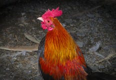 种田农业的雄鸡男性鸡颜色羽毛黑小屋库存图片 图片包括有 种田农业的雄鸡男性鸡颜色羽毛黑小屋库存图片 图片包括有
