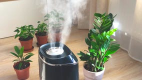 空气加湿器将蒸汽扩散到与室内植物一起营造舒适氛围的生活空间影视素材 视频包括有湿气 方便