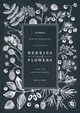 粉笔板上的夏莓设计手绘浆果和花插图新鲜水果 草莓 蔓越莓 咖喱 向量例证 插画包括有胆汁 蓝莓 粉笔板上的夏莓设计手绘浆果和花插图新鲜水果 草莓 蔓越莓 咖喱 向量例证 插画包括有胆汁 蓝莓