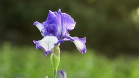 紫花鸢尾花影视素材 视频包括有蓝色 室外 精美 工厂 花瓣 本质 紫色 弄脏 增长 紫花鸢尾花影视素材 视频包括有蓝色 室外 精美 工厂 花瓣 本质 紫色 弄脏 增长