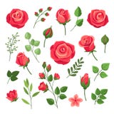 红玫瑰勃艮第玫瑰花束 绿叶绿蕾水彩花卉浪漫装饰独立漫画向量例证 插画包括有工厂 问候